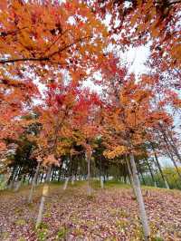 西安雁南公園——四季更迭，各有其美！