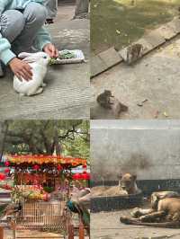 《佛山中山公園，休閒與文化的樂園》。