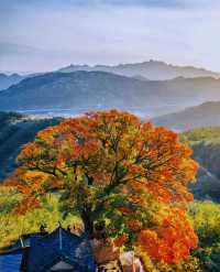 不知天上「神樹」，今夕是何年？五角楓紅葉，不愧是你！。