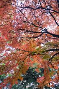 西安賞秋|火爆朋友圈的紅楓「電影樹」。