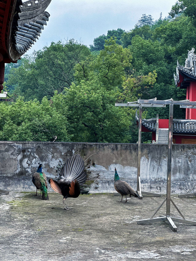 隱秘金龍寺：一場尋覓小眾禪意的心靈之旅。