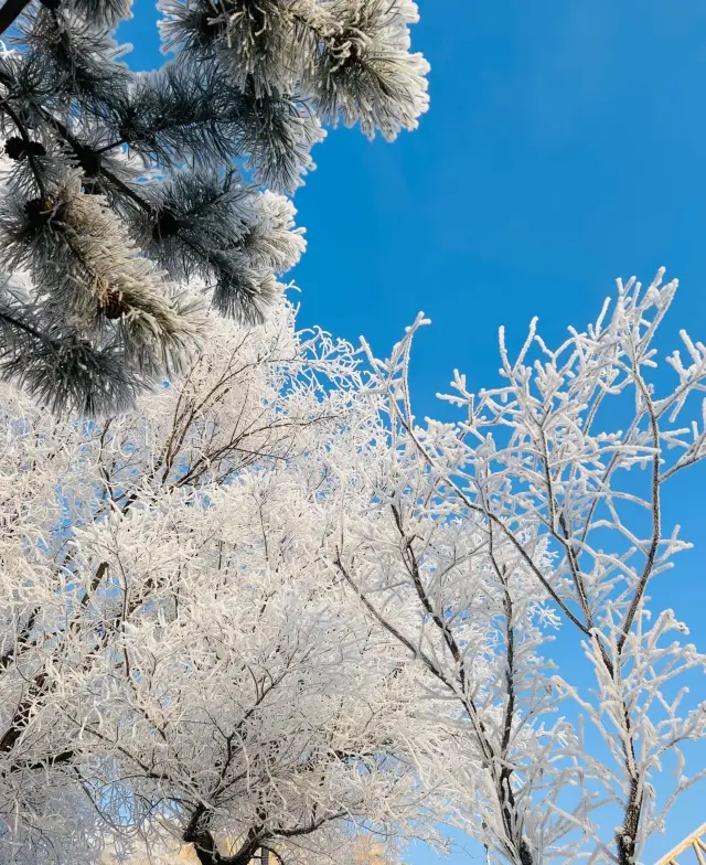 Winter wonderland, Wusong Island is waiting for you! The ultimate travel guide is here!