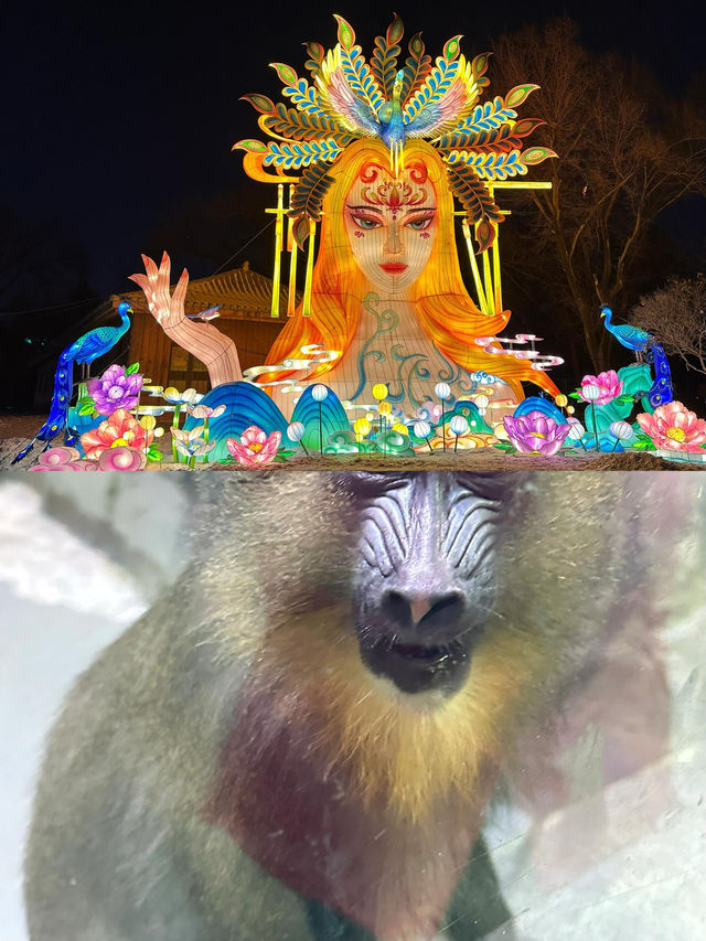 長春動植物公園夜遊，夢回西遊奇幻之旅！