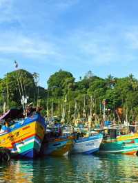 Magical Experience of Whale Watching in Mirissa