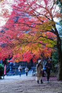 書寫山圓教寺｜一步一景，每一處都藏着故事