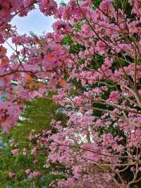 後海中心河公園｜紫花風鈴木盛開的冬天