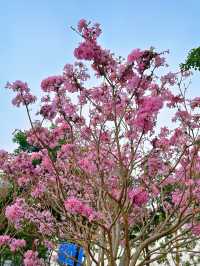 後海中心河公園｜紫花風鈴木盛開的冬天