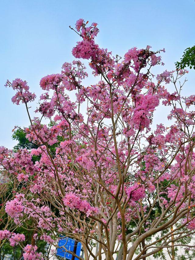 後海中心河公園｜紫花風鈴木盛開的冬天