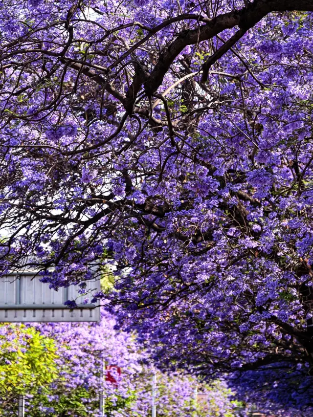 Romantic 3-hour trip from Chengdu