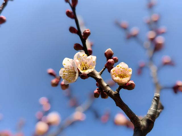 賞梅丨世紀公園