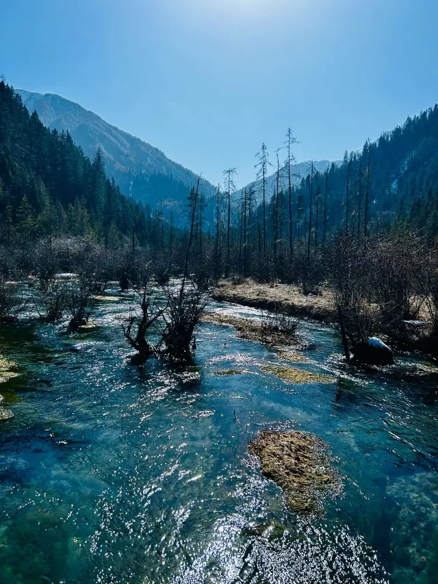 Chengdu-Chongqing-Jiuzhaigou: A Must-Read Guide for Panda Lovers