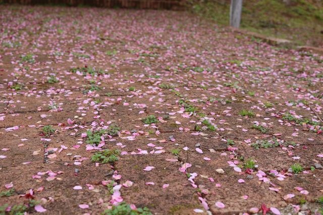 湖南衡陽常寧百萬櫻花園|櫻花浪漫  堆雲疊雪