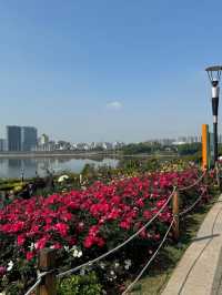 2.15實拍！！立新湖公園月季牆🌸⛲️（春天版～🌸
