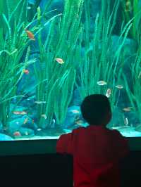 上海海洋水族館打卡超長海底隧道