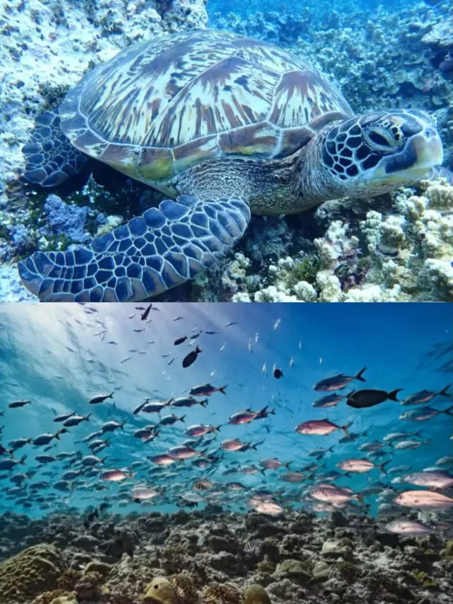 關島潛水之旅：探索海底天堂