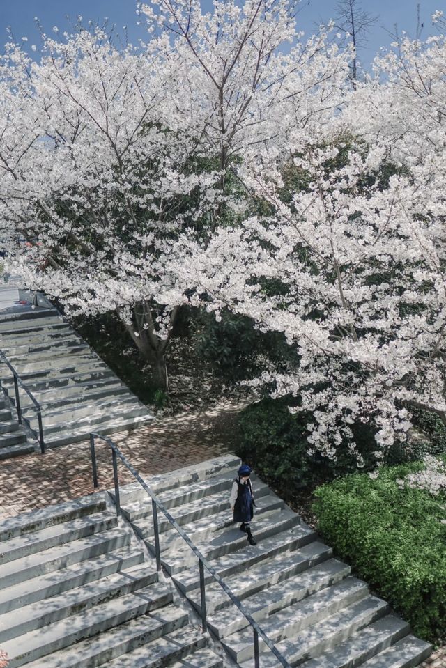 今年不要錯過上海這個超美的漫畫感櫻花階梯