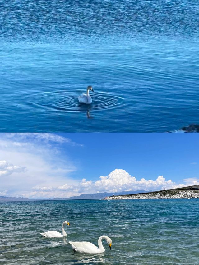 賽里木湖今日實況！