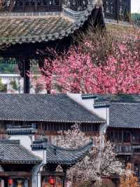 南京梅花盛放，勿錯過免費賞梅勝地