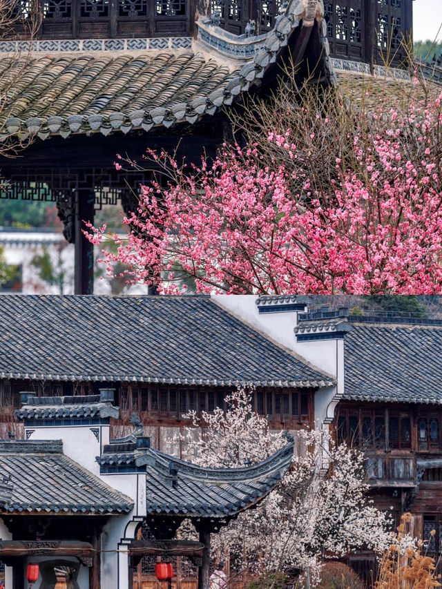 南京梅花盛放，勿錯過免費賞梅勝地