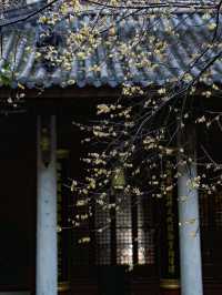以為雨天的靈隱寺已經夠美了，直到去了這裡