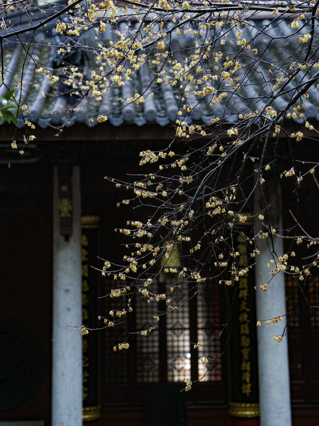 以為雨天的靈隱寺已經夠美了，直到去了這裡