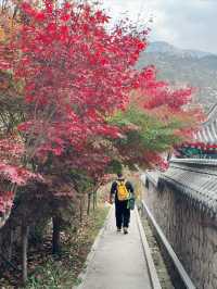青島周邊小眾旅遊打卡處，全部都免費！