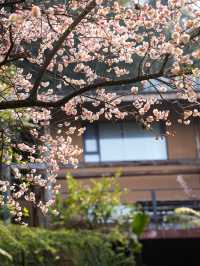 山里罗罗院子門前的梅花又開了。