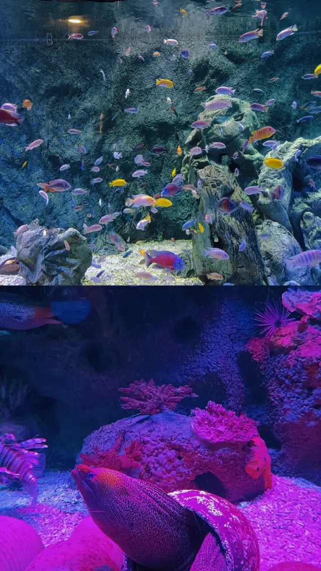 Come see the adorable sea creatures in a pollution-free environment!