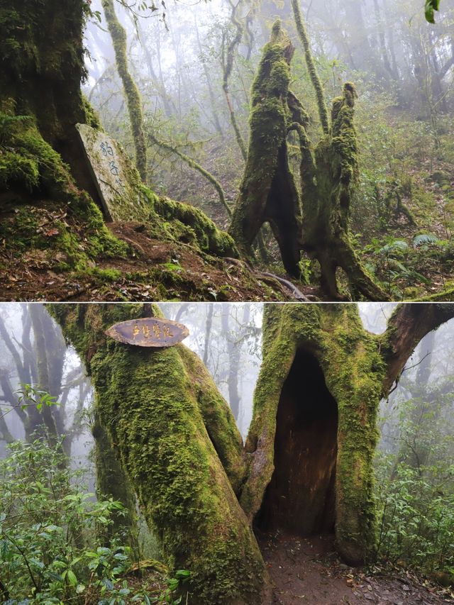 金山原始森林 • 哀牢山的綠野仙蹤又似現實版的伊甸園
