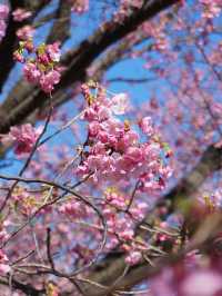 東京櫻花｜新宿御苑：花期長的賞櫻名所