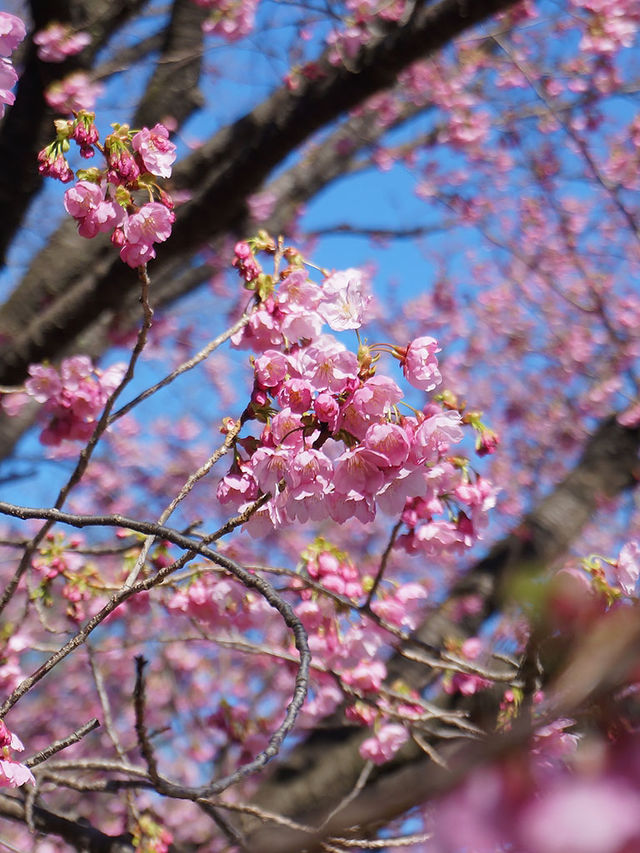 東京櫻花｜新宿御苑：花期長的賞櫻名所
