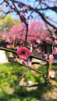 江南古典園林典範｜古猗園半日遊