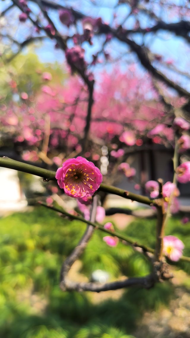 江南古典園林典範｜古猗園半日遊