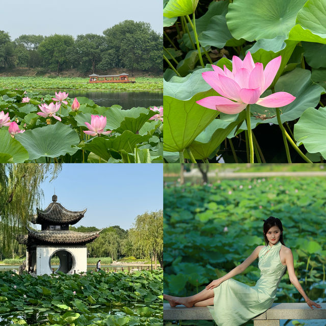 2025北京花海預警🌸收藏這份私藏賞花日曆就夠啦