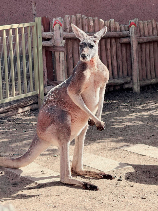鄭州｜銀基動物王國｜中原腹地的狂野奇遇