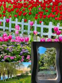 來南京賞花  這份賞花攻略請收好
