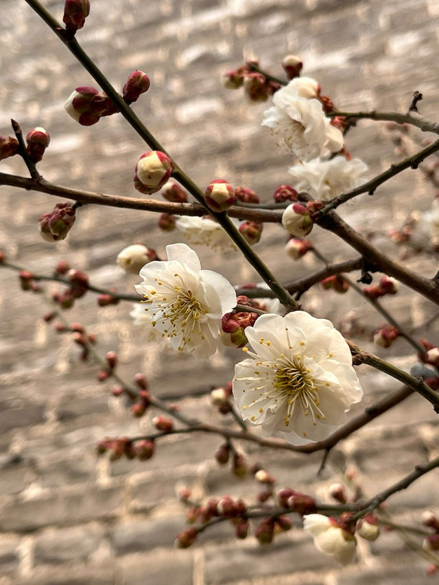 明城牆遺址的梅花～