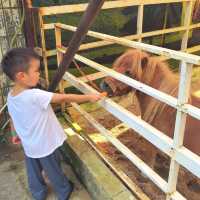必睇！動物園節假日暢玩全攻略，演出時間表都在這