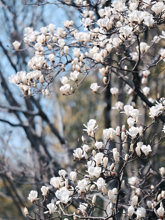 西湖賞花｜柳浪聞鶯尋春