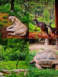 野生動物園邂逅生態精靈
