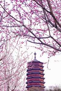 北京賞花新頂流預定！錯過等一年