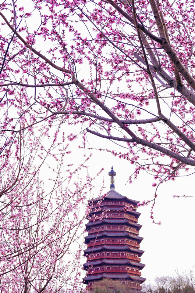 北京賞花新頂流預定！錯過等一年