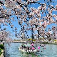 🌸限定浪漫 | 大阪毛馬櫻之宮公園，錯過等一年！