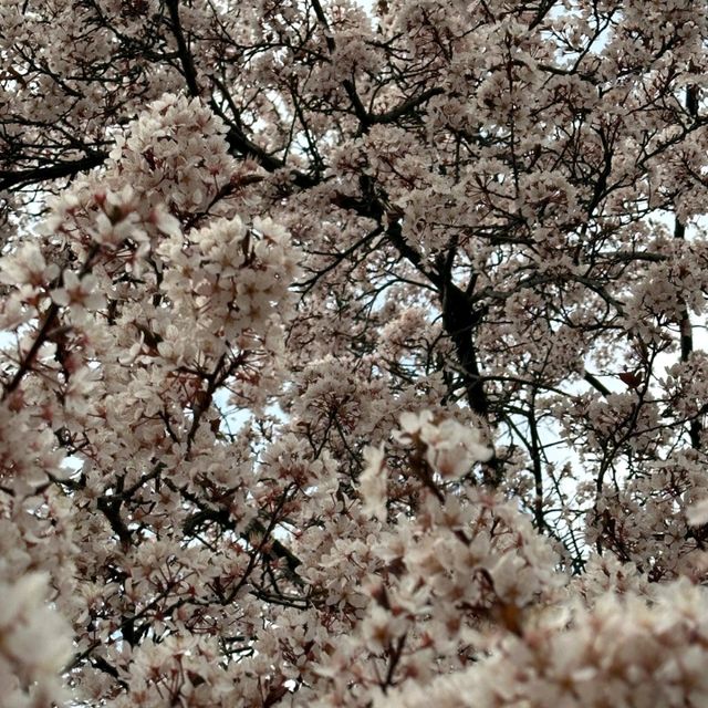 🌸大阪城邂逅櫻花浪漫，森之宮站的限定美景