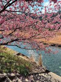 河津桜の美しさに感動！