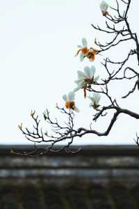 3月玉蘭地圖 無錫的玉蘭花開了！