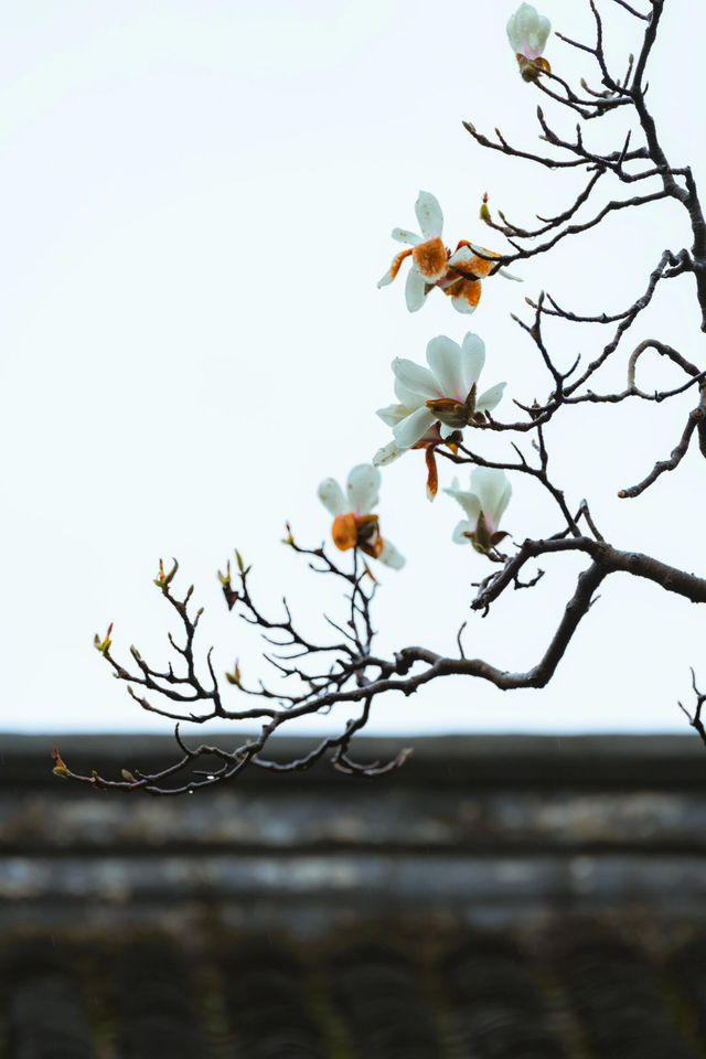 3月玉蘭地圖 無錫的玉蘭花開了！