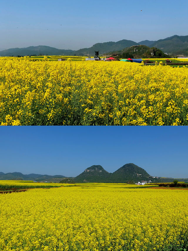 羅平油菜花 | 奔赴一場金色的浪漫