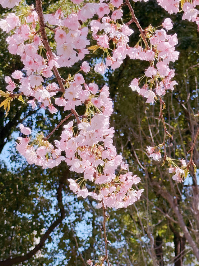 櫻之通信！靜安賞花正當時