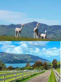 新西蘭旅遊 阿卡羅阿